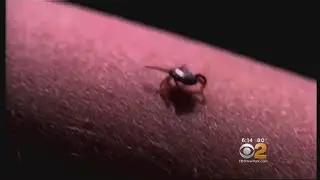 Gillibrand Wants Feds To Help Fight Lyme Disease
