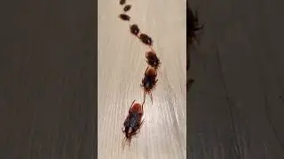 Cockroach for cat #insects #animals #catshorts #catvideos