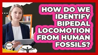 How Do We Identify Bipedal Locomotion From Human Fossils? - Anthropology Insights