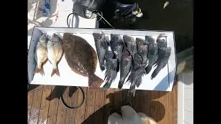 Awesome Sea Bass Fishing In The Ocean With A GIANT Fluke (Catch Clean Cook)