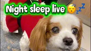 long live sleep stream😴