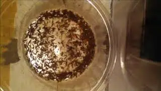 Attagenus Unicolor Colony Video #16 8