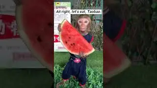 Funny monkey compilation😂 cute monkey and dog video.funny monkey doing stupid things🤣#shorts