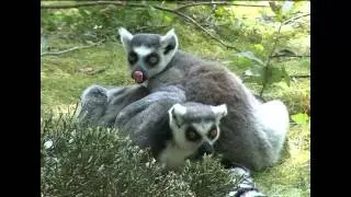 La Vall&eacute;e des Singes