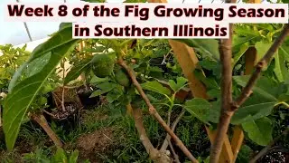 Week 8 of the Fig Growing Season in Southern Illinois