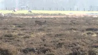 REE OP DE HEI LANGS DE BLARICUMMERWEG.