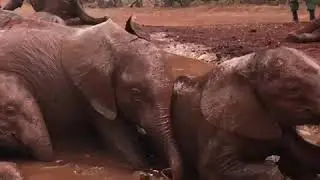 Elephant Mud Bath at David Sheldrick Wildlife Trust