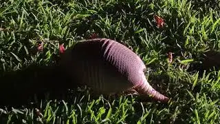 Amazing Texas Armadillo.
