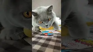 &iquest;Michi aburrido en verano? 😿 Pampermut al rescate con estos 3 juguetes que amar&aacute;...😻 #pampermut
