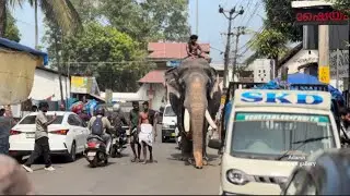 വൈക്കത്തേ നാട്ടു വഴിയിലൂടെ നടന്നു വരുന്ന പാമ്പാടി രാജൻ (Pambady rajan)