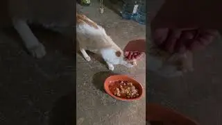 Cat from Streets eating after we become friends/ Trust is difficult to gain.