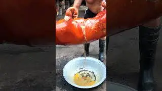 Mengeluarkan bumbu babi guling