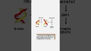 Flipons: how a DNA discovery changed our understanding of how genes program cells