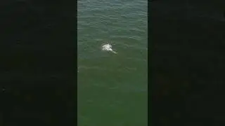 Casting to 1000&rsquo;s of Hungry Fish