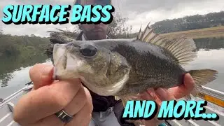 Surface Bass, Stingray and Flathead In The Estuary | FACT OR BULL-FISH Catching Fish When It Rains?