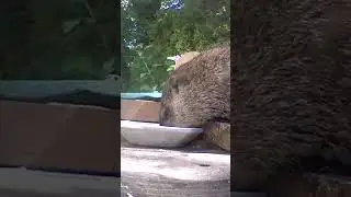 Groundhog eating up close
