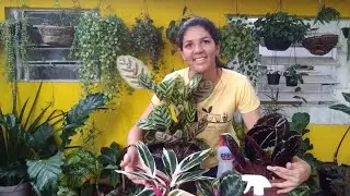 DICAS de Cultivo das CALATHEA 🌱planta maravilhosa 😍