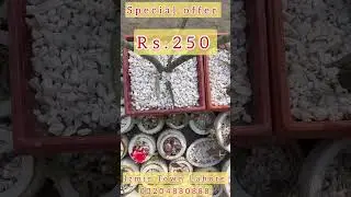 Affordable Cacti & Succulents in Lahore! 🌿 Izmir Town Nursery Special Discounts
