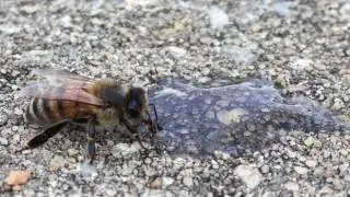 Saved a distressed bee with Bee Free Honee