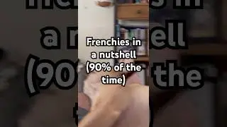Frenchies in a nutshell #frenchies #dogshorts #relaxing #lapdog
