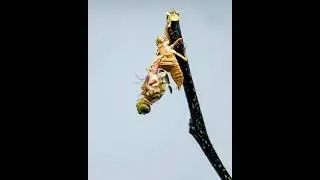 Lib&eacute;lula saindo de seu exoesqueleto #libelula#vida#lindo