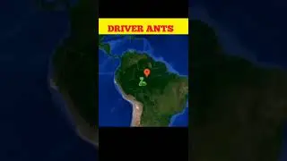 Dangerous ants 😲#science #bodytech #shorts