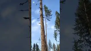 Expert tree cutting skills amazing #shortsfeed #chainsaw #entertainment #shorts #ytshorts