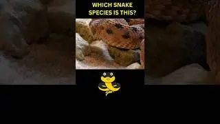 Which Snake Species Is This? #shorts #snake #wiseanimals4u