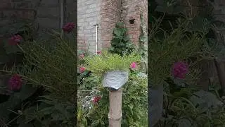 10 bajiya #viral #nature #lovelyflowers #gardenroses #flower #shots