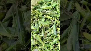 Special Food high protein | #insect