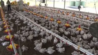Tablebirds Women Growers