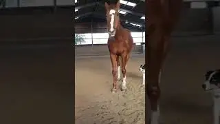Dog and horse are the best of friends!