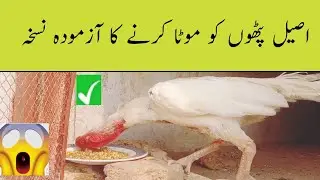 اصیل مرغ کا سینہ موٹا کرنے اور ٹانگوں کی کمزوری ختم کرنے کی طاقتور دیسی خوراکAseel Murgha Power Feed