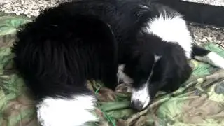 Meet Sophie! |  Border Collie x Springer Spaniel Cross (Sprollie)