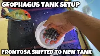Frontosa Fish Shifted To New Tank | Geophagus Setup Finally Done - Imran's World
