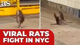 NYC SUBWAY turns into RAT WARZONE in viral fight