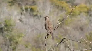 Tenca chilena (Mimus thenca) 7-09-21