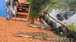 Satu dari tiga buaya nyeruduk rumah sampai penyok bikin orang panik