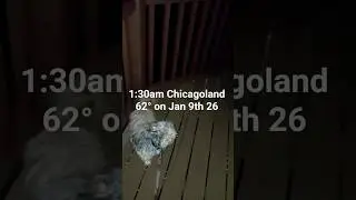 Chicago Dog Walk 1 am Edition 62&deg; January 2026 @NickybVP #Chicago #chicagostrong #Dogwalk