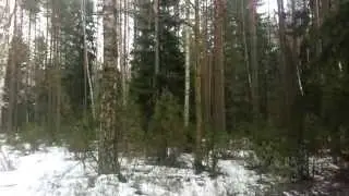 20150221 15224 Красивые леса, вблизи Колосово, Беларусь