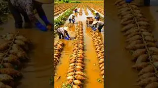 The bad weather can no longer save the farm #farming   #vegetables #agriculture#nature