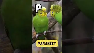 Barnyard Beats | ABC Domestic Animal Song for Babies | #abcd #kids #viral #shorts #animals