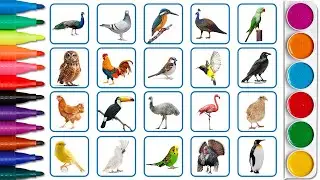 Birds name with board book, english varnmala, english alphabet for kids.