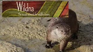 Wildna | Wildlife Community