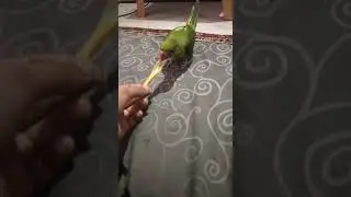 fries time #bird #parrot #cute #love #cute #greenparrot #family #kiwilife