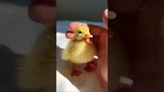 Strange eggs #shortvideo #story #pet #animals #animallife