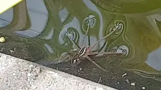 BIG Surprises In Carnivorous Plant Pond