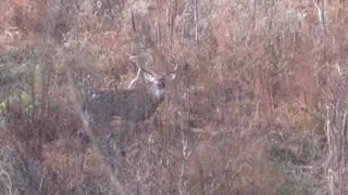 Deer Tour 2020 EP 013 - Blade makes an appearance