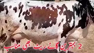 2 Behtreen Cows for Sale by butter dairy farm