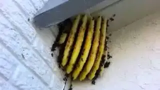 Bee Busters in Orange County Ca. Who ya gonna Call?